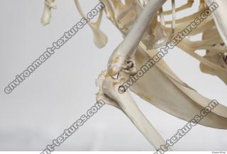 Photo Textures of Hen Skeleton